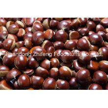 Fresh Chestnut with Competetive Price